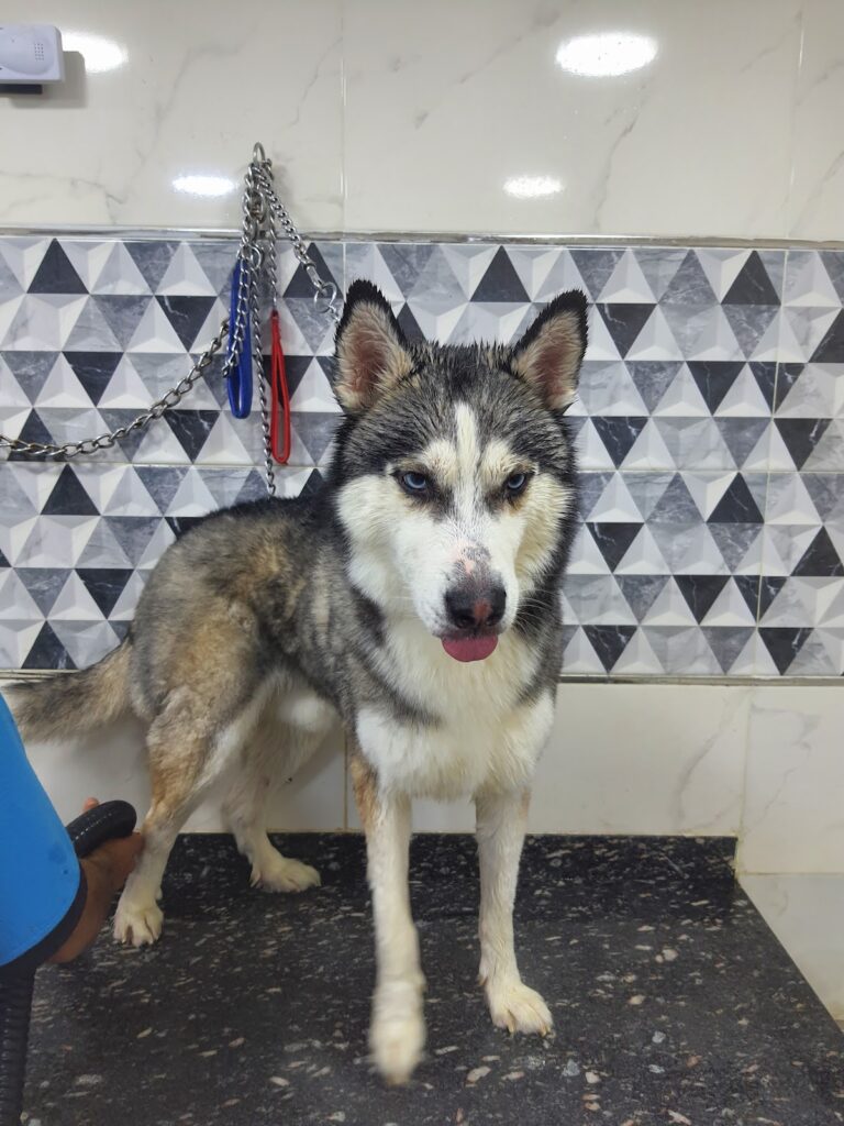 My Pet Center