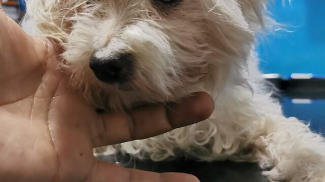 Google Photo 4
