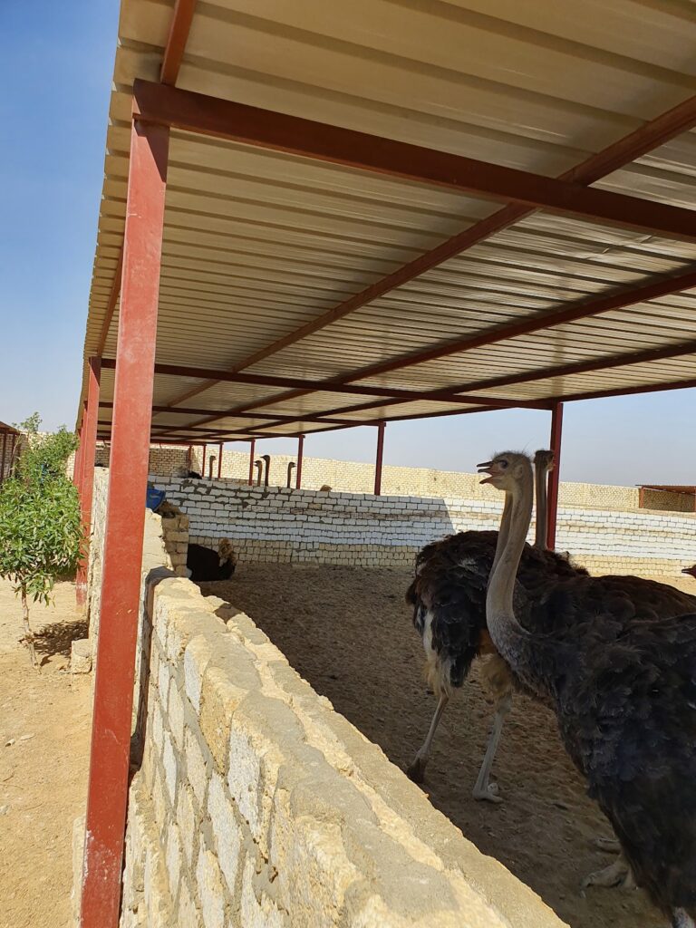 Yousifiya farms for ostrich breeding and animal production