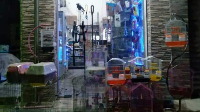 Google Photo 2