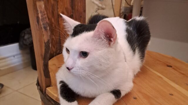 Google Photo 5