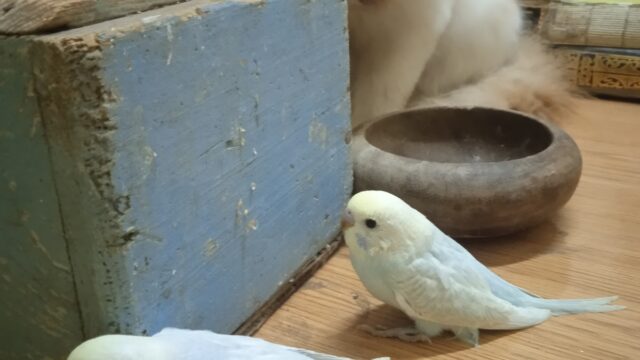 Google Photo 5