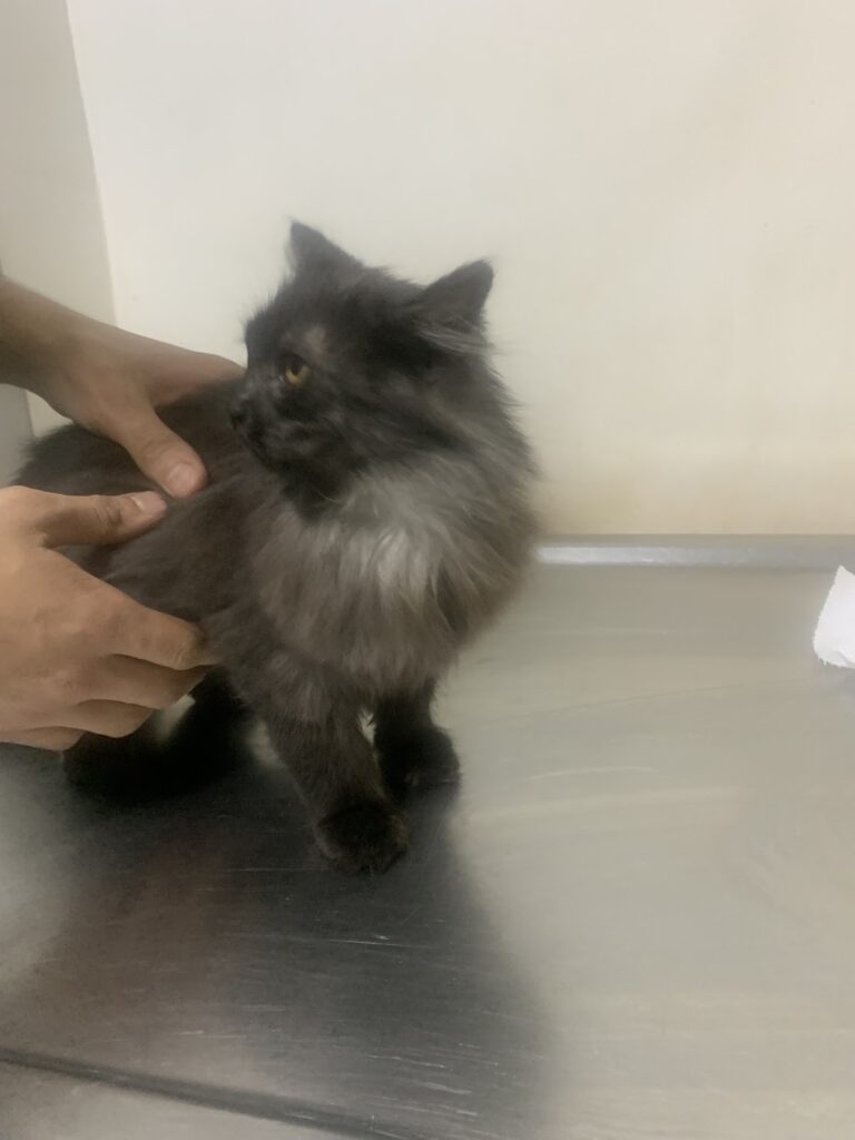 Agouza Vet Clinic