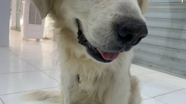 Google Photo 4