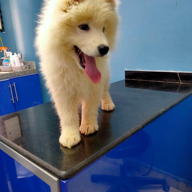E.v.c Eslam vet clinic