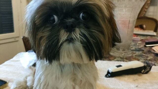 Google Photo 4