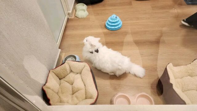 Google Photo 4