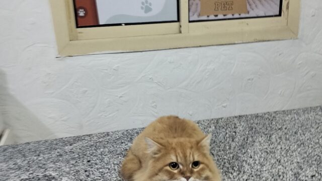 Google Photo 2