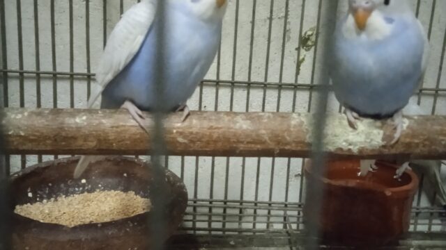 Google Photo 4