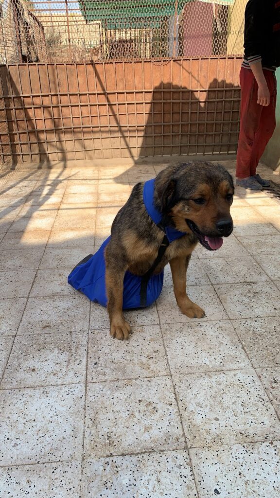 Furever Rescue Foster