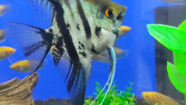 Google Photo 4