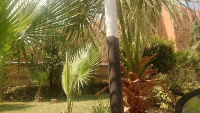 Google Photo 3