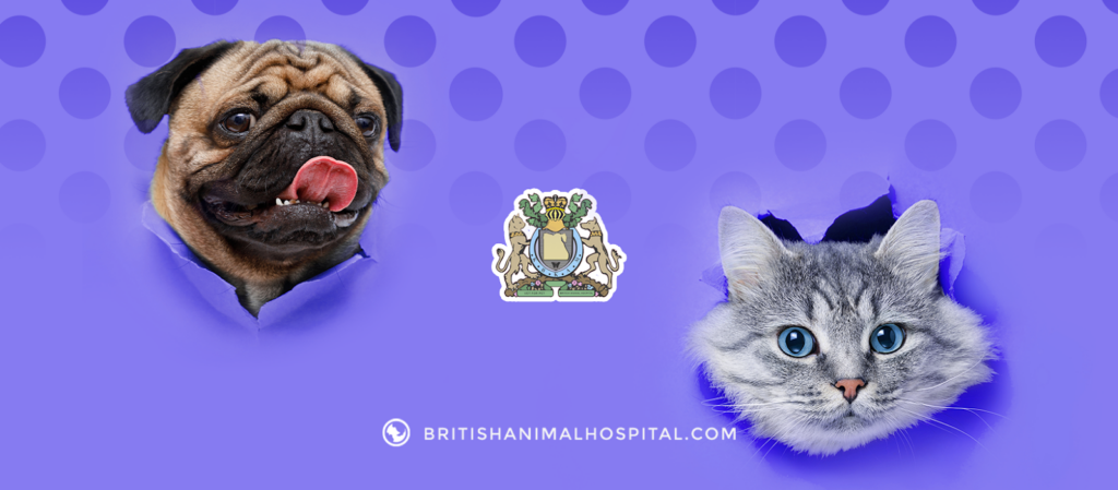British Animal Hospital – Dokki