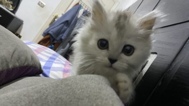 Google Photo 3