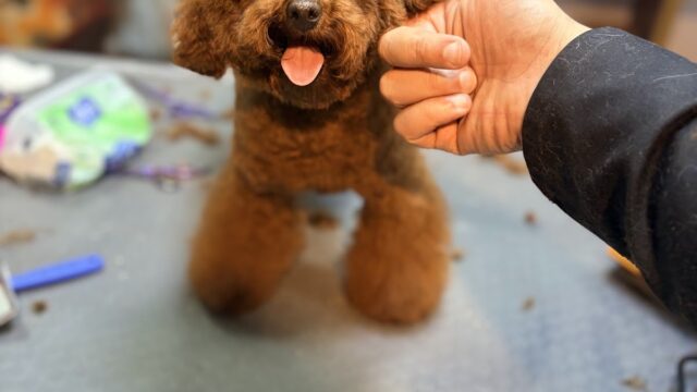 Google Photo 2