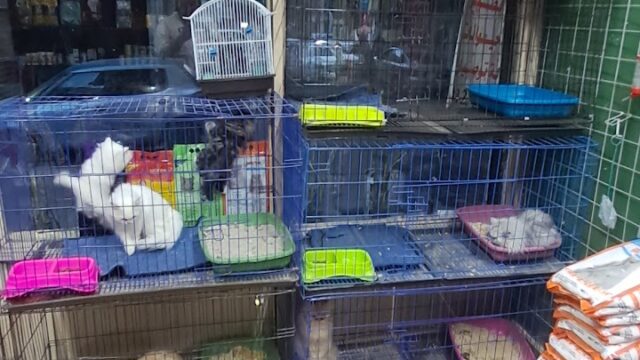 Google Photo 2