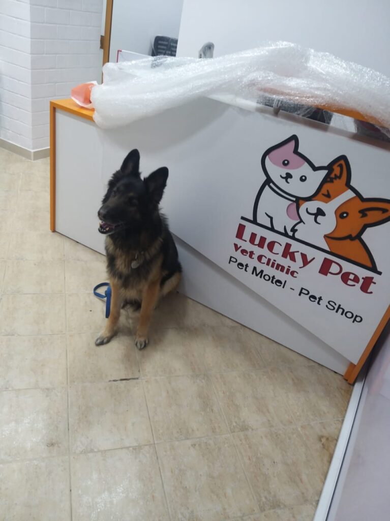 Lucky Pet Vet Clinic – Pet Motel – Pet Shop