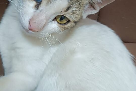 Google Photo 2