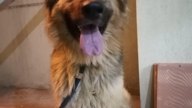 Google Photo 2