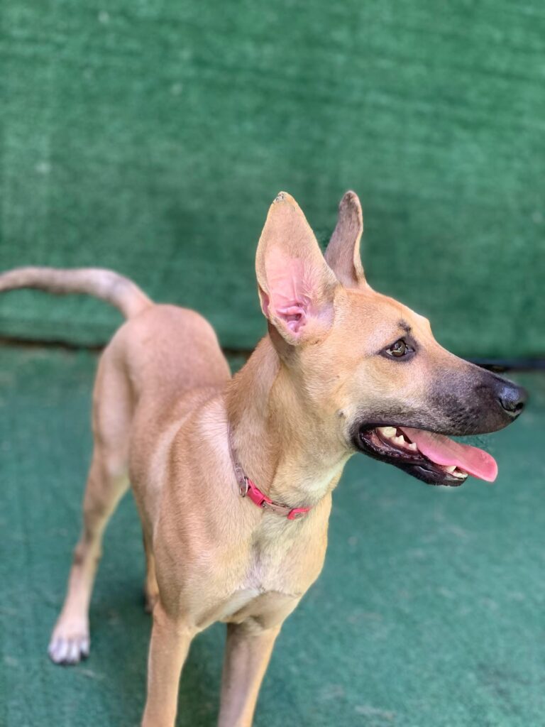 Dogs and Humans Center