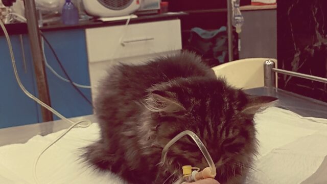 Google Photo 2