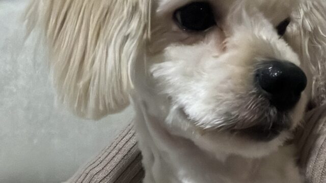 Google Photo 3