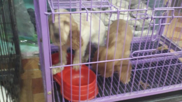 Google Photo 2