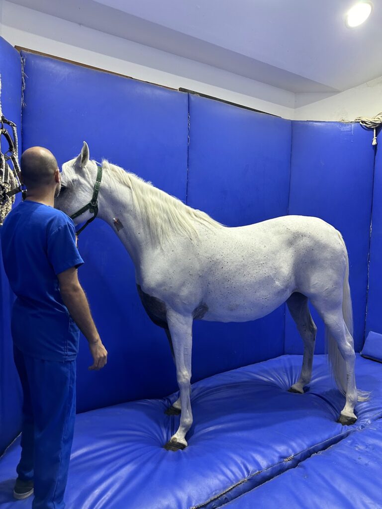 Albaydaa Equine Hospital