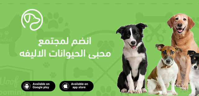 Google Photo 1