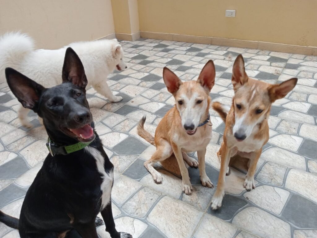 Woof play&stay