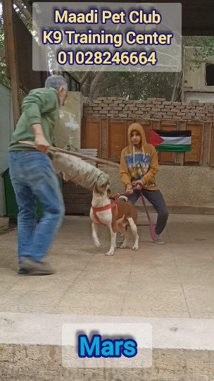 Maadi Pet Club