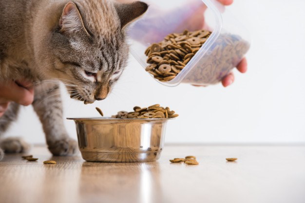 Cairo Pets Clinic, a veterinary clinic in Al-Muqattam