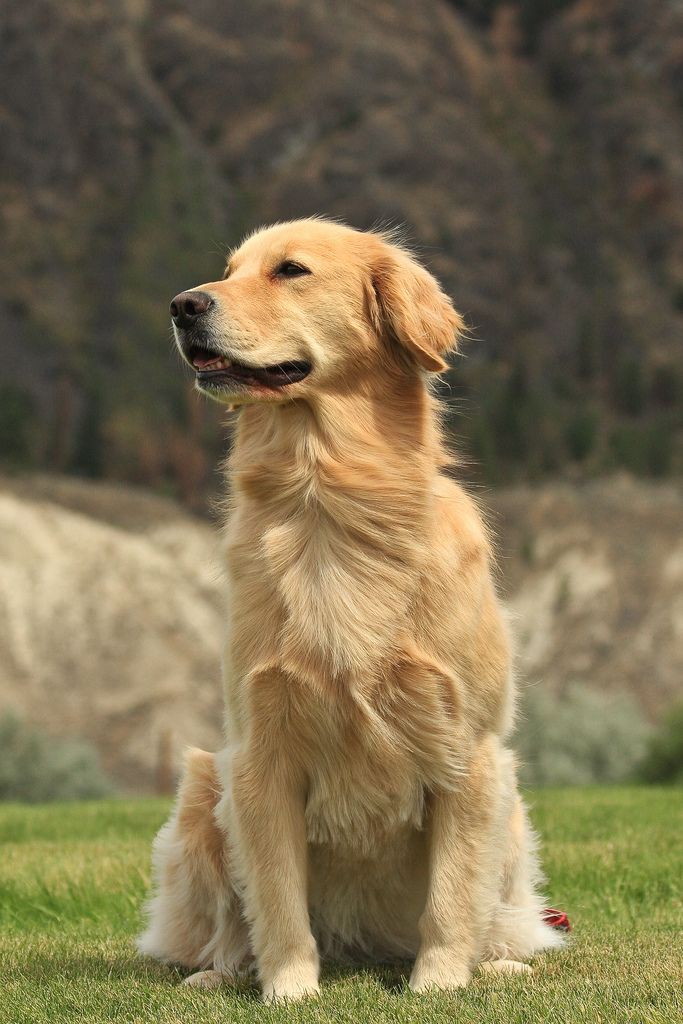 DogShala