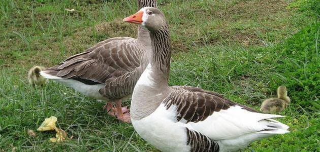 Birds of Mercy