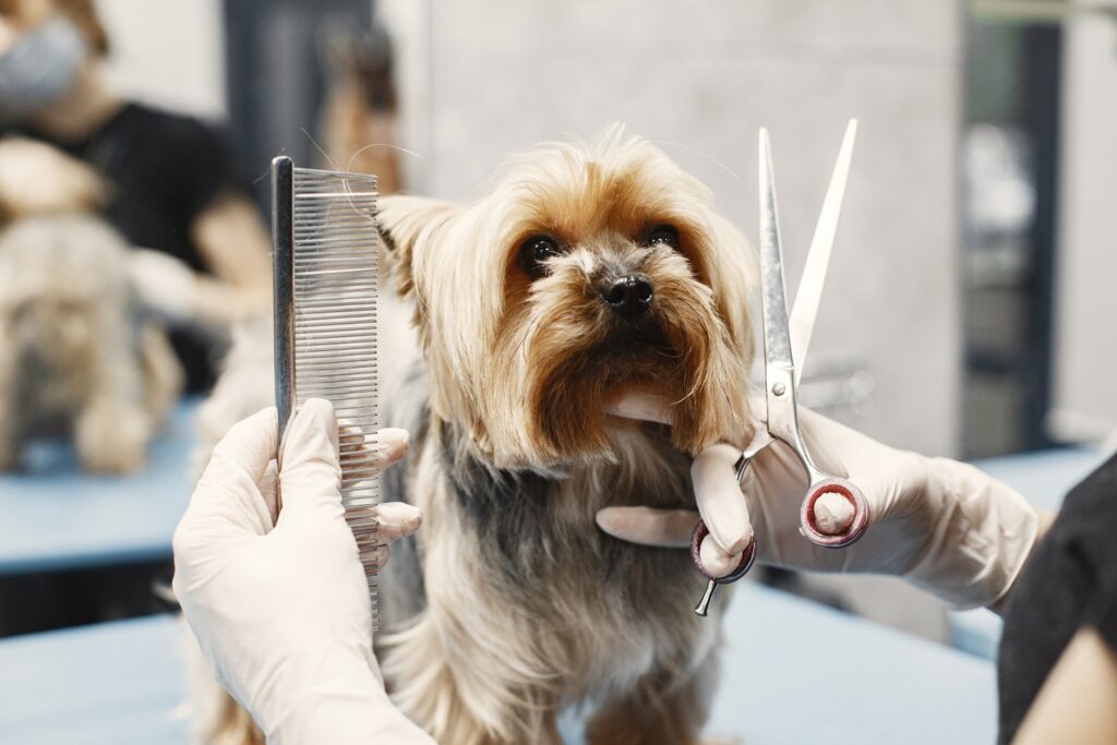 Vet Help Clinic (Veterinary Clinic)