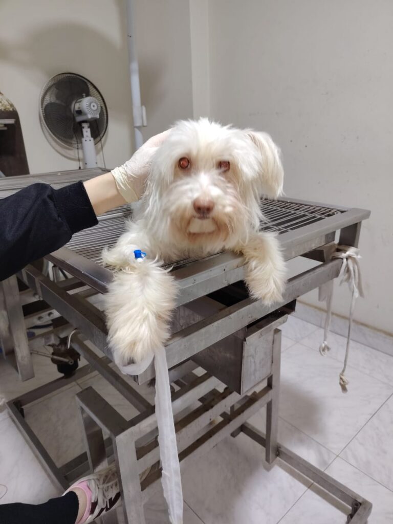 Vet Pet Clinic