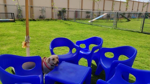 Google Photo 4