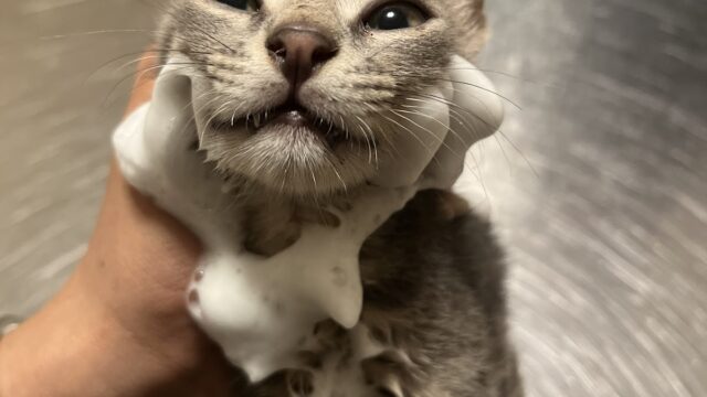 Google Photo 1