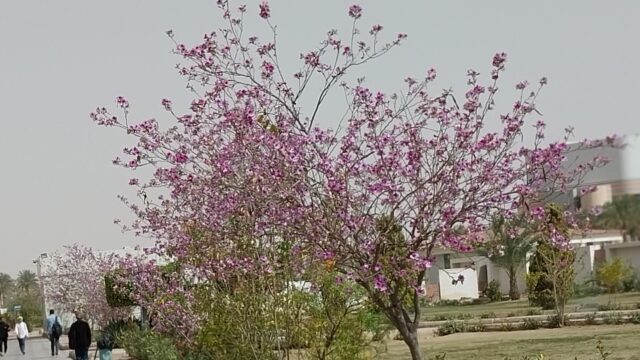 Google Photo 5