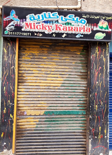 Mickey Canary for all types of pets
