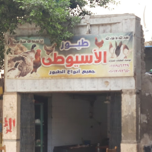 Assiut birds