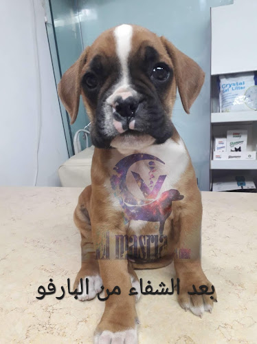 عيادة المصريا البيطرية