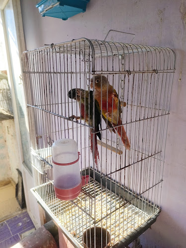 ببغاوات أدهم تي 🦜