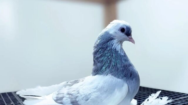 Google Photo 2