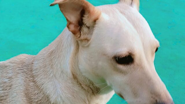 Google Photo 5