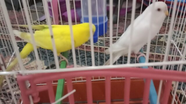 Google Photo 5
