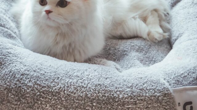 Google Photo 4