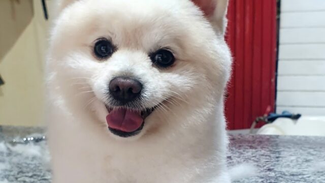 Google Photo 5