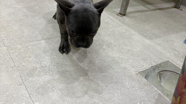 Google Photo 4