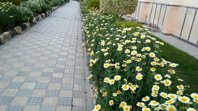 Google Photo 5